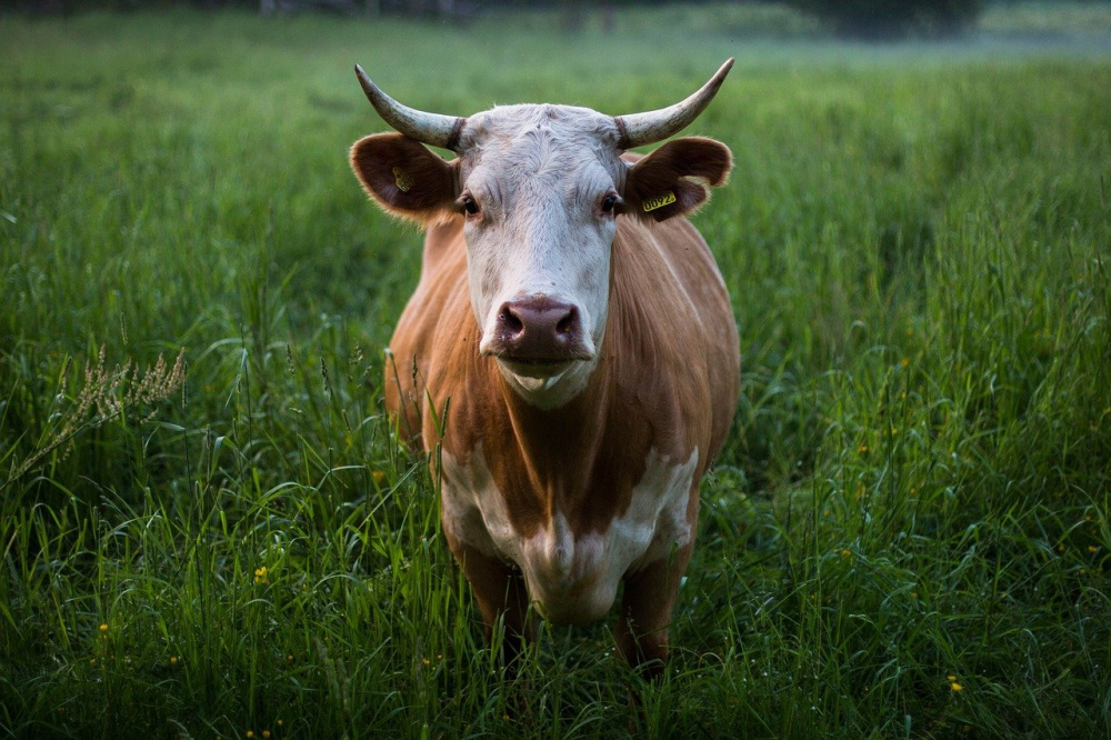 Grass-fed cattle