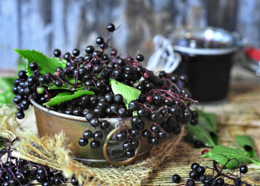 Elderberries. Elderberry syrup recipe