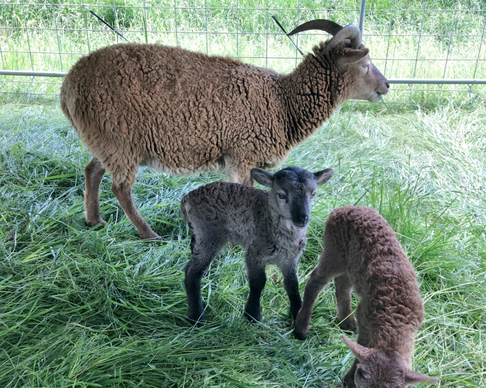 Soay Sheep-Perfect Livestock for a Small Homestead