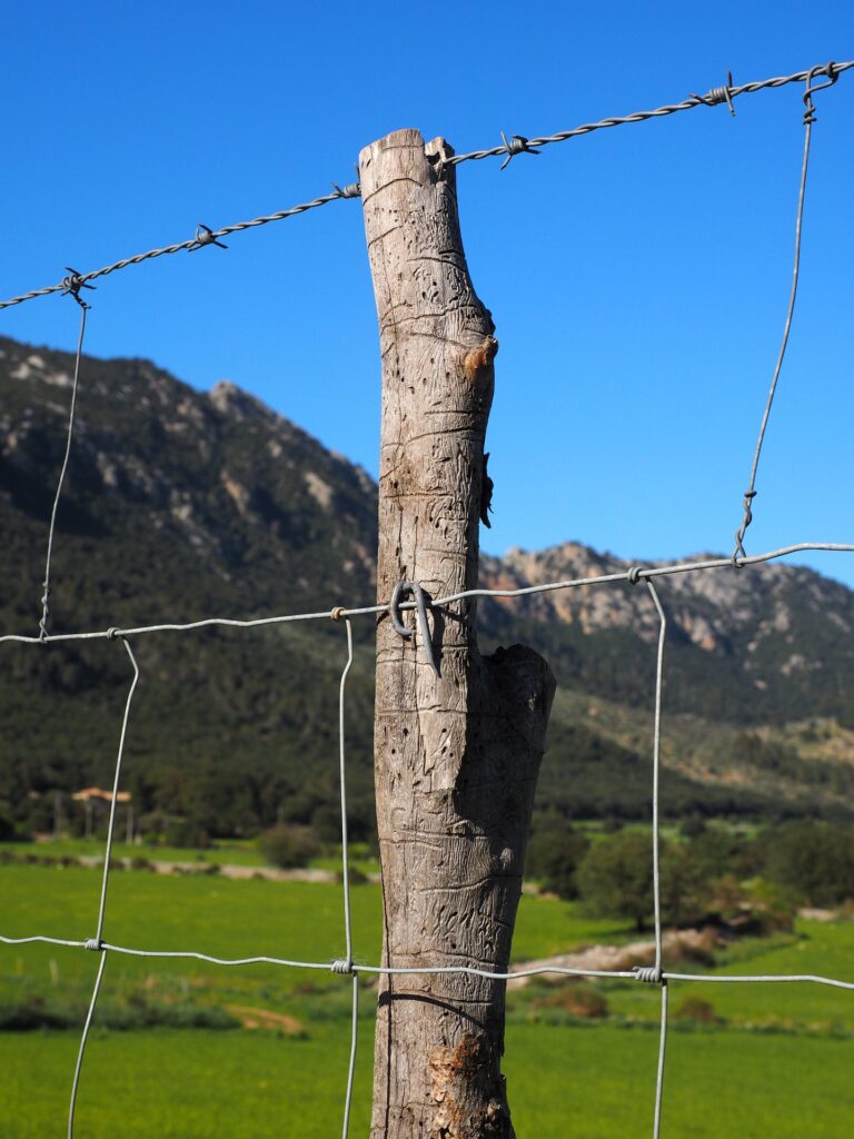 Livestock fencing sheep