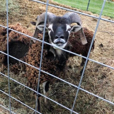 Soay Sheep-The Perfect Livestock for a Small Homestead
