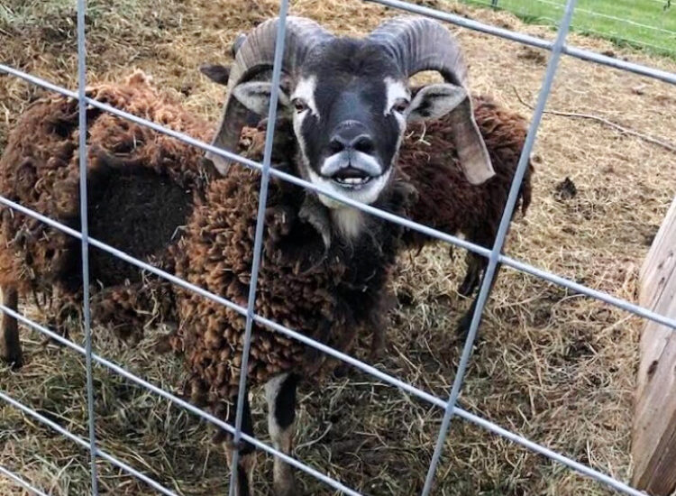 Soay Sheep-Perfect Livestock for a Small Homestead.