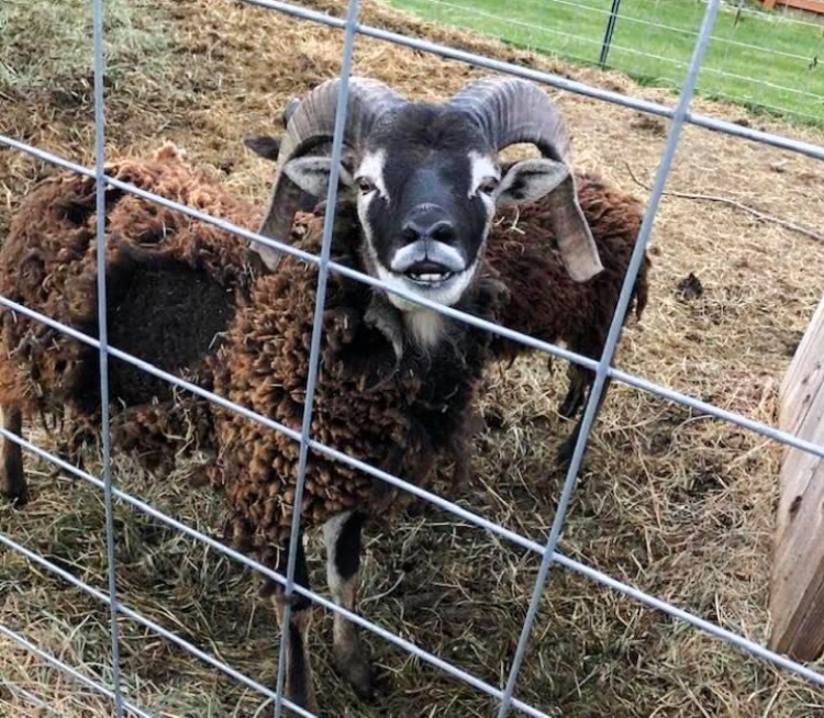 Soay Sheep-Perfect Livestock for a Small Homestead. 