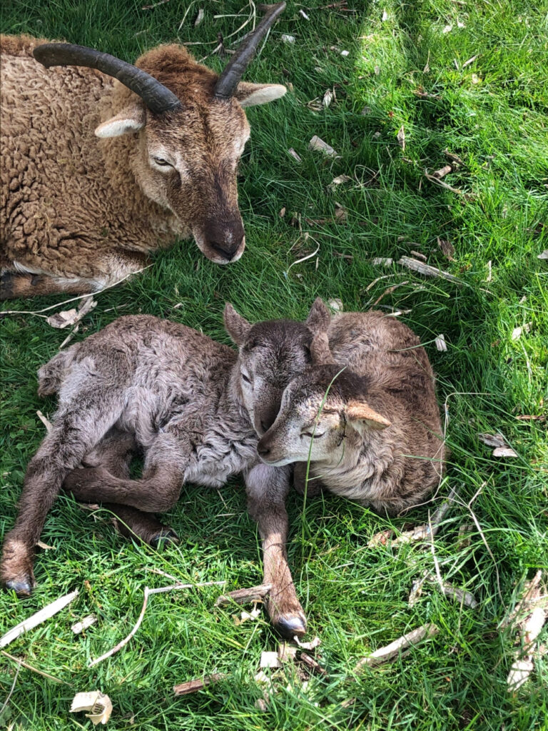 Soay ewe and napping twin lambs