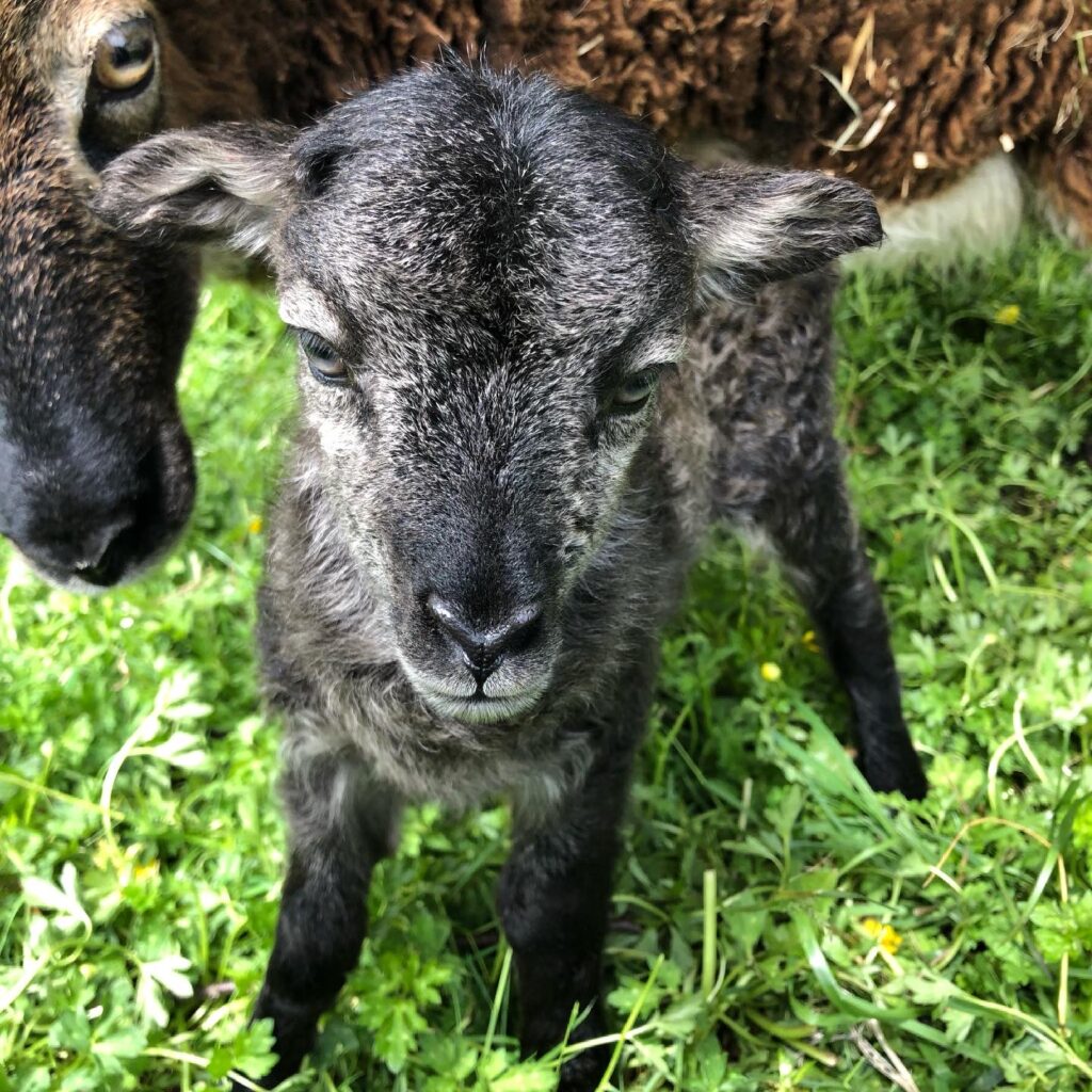 Soay lamb ram. Soay Sheep-Perfect Livestock for a Small Homestead