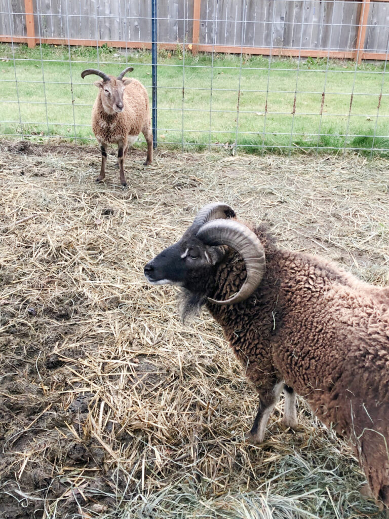 Soay Ewe and Ram. Soay Sheep-Perfect Livestock for a Small Homestead.