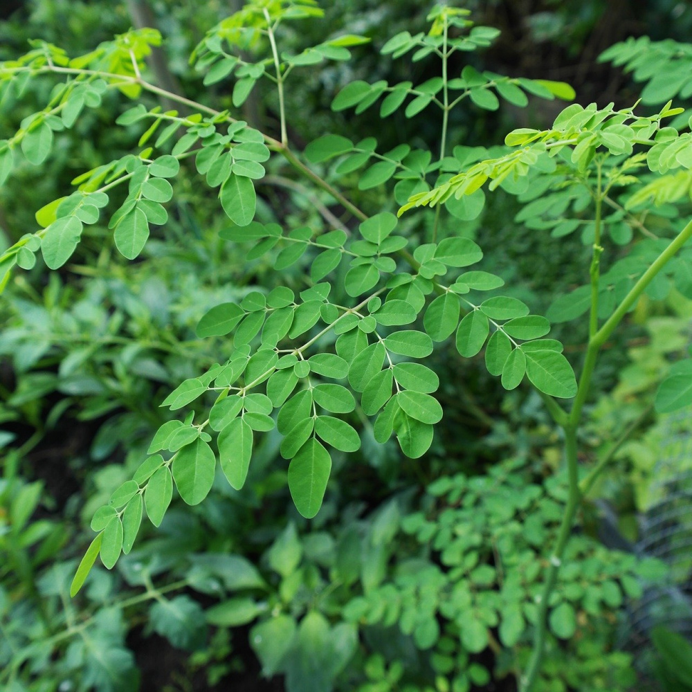 Moringa tree. 16 Science-Based Health Benefits of Moringa