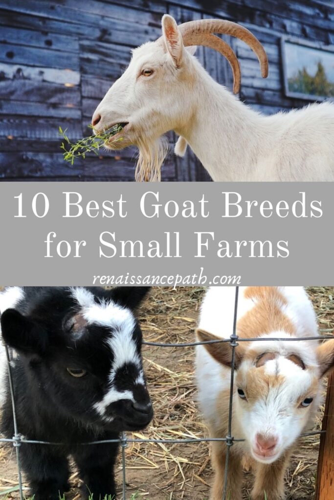 10 Best Goat Breeds for Small Farms