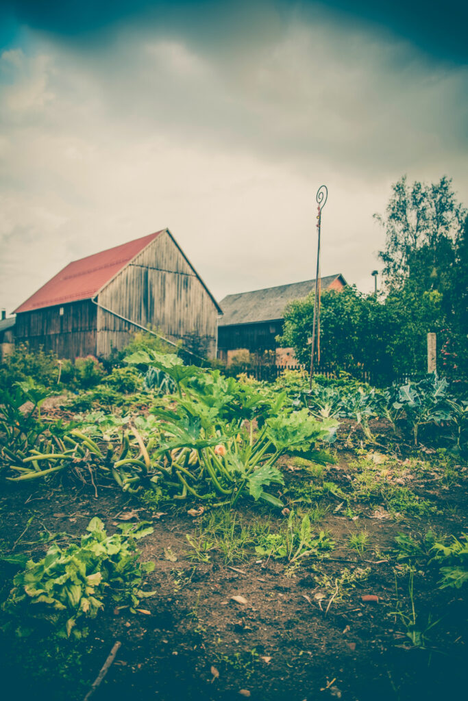 Homestead garden. Homesteading for Beginners