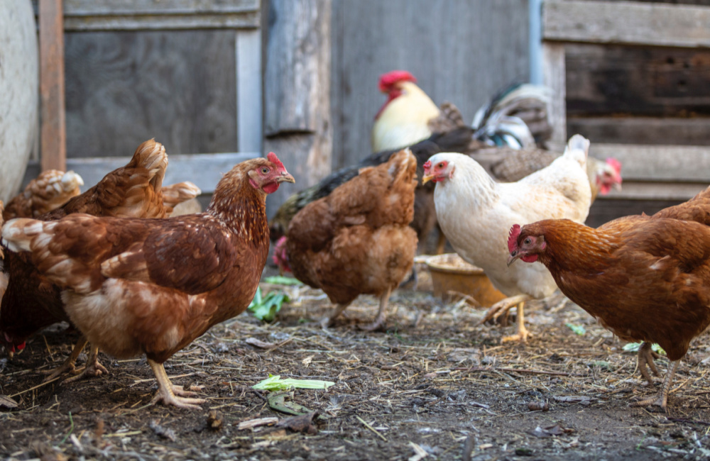 Free range hens. Homesteading for Beginners