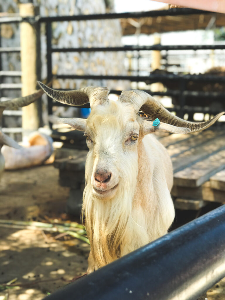 10 Best Goat Breeds for Small Farms. Kiko goat
