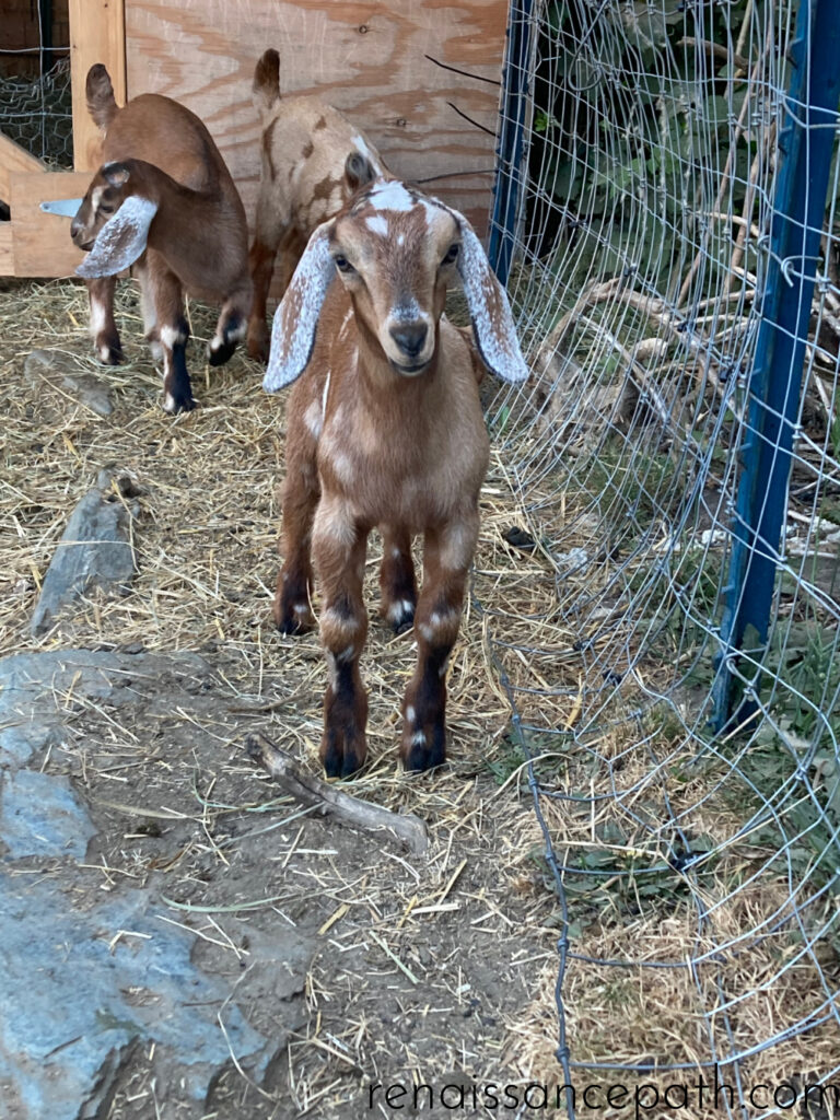 mini nubian. baby goat. Homesteading - A Beginners Guide