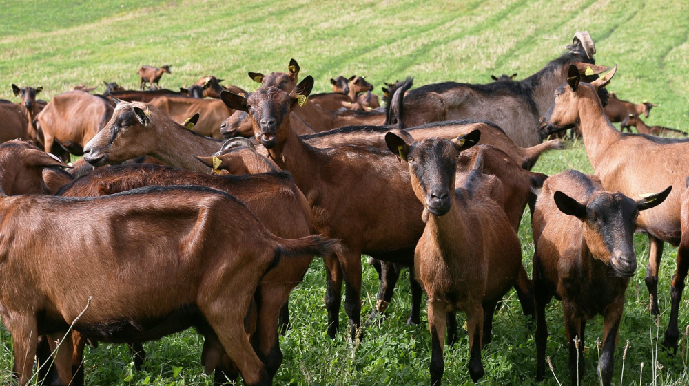 10 Best Goat Breeds for Small Farms