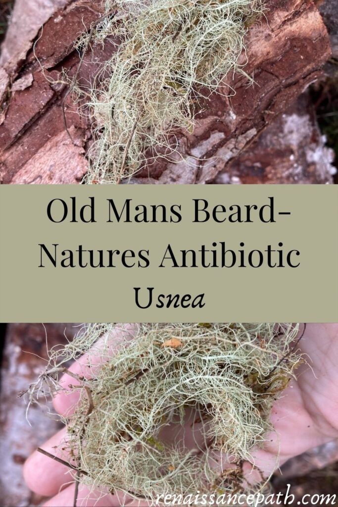 Old Mans Beard-Natures Antibiotic. Usnea