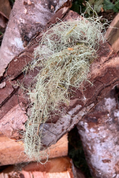 Old Mans Beard-Natures Antibiotic. Usnea