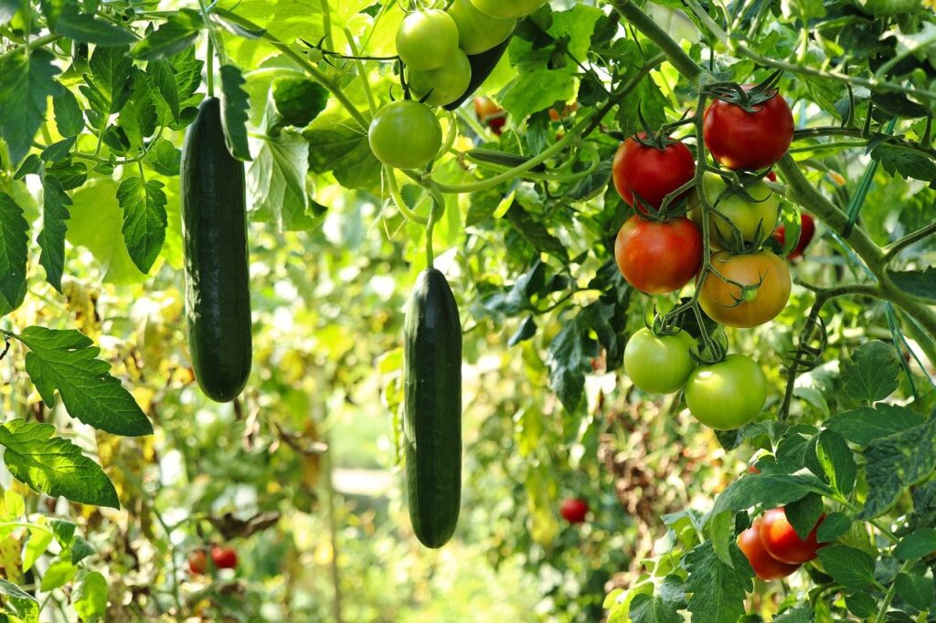 Cucumbers. Trellis gardening. Homesteading for Beginners