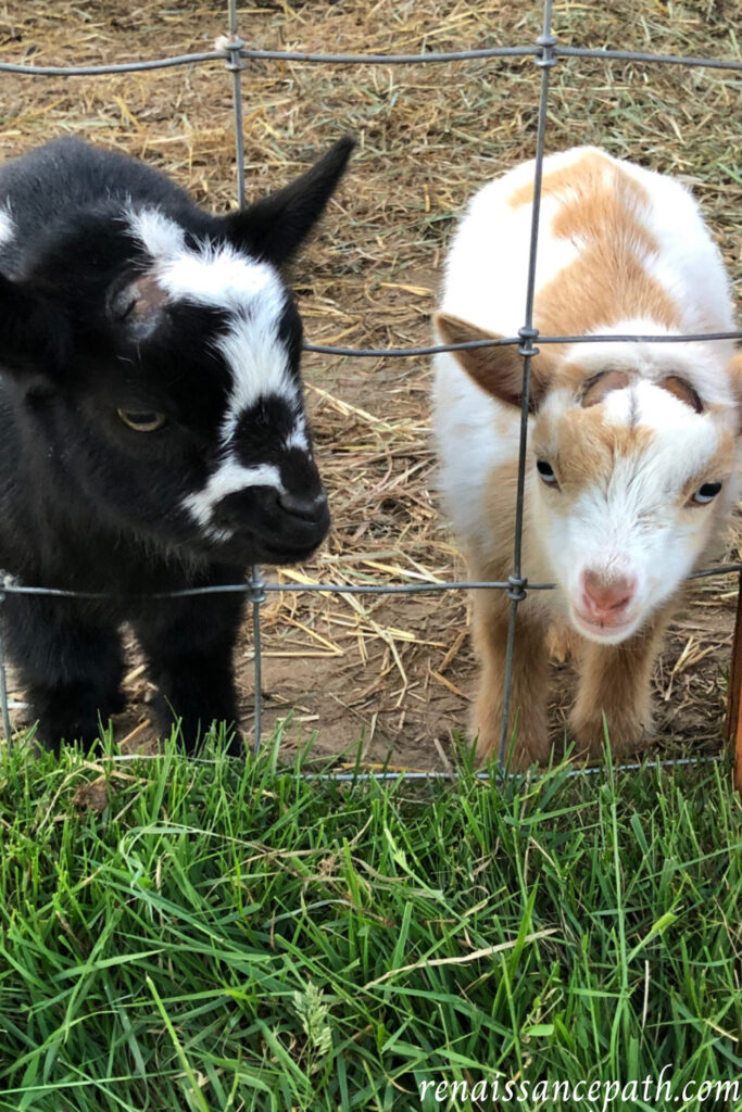 10 Best Goat Breeds for Small Farms