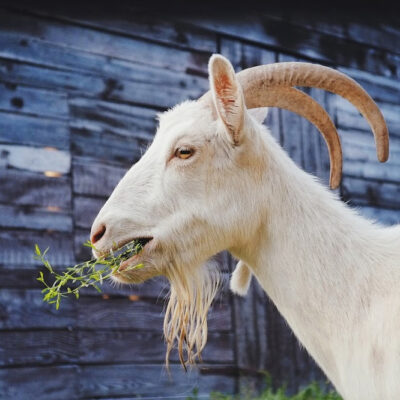 10 Best Goat Breeds for Small Farms