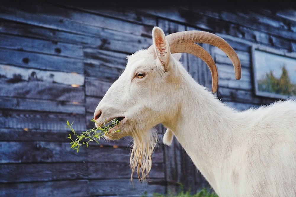 10 Best Goat Breeds for Small Farms