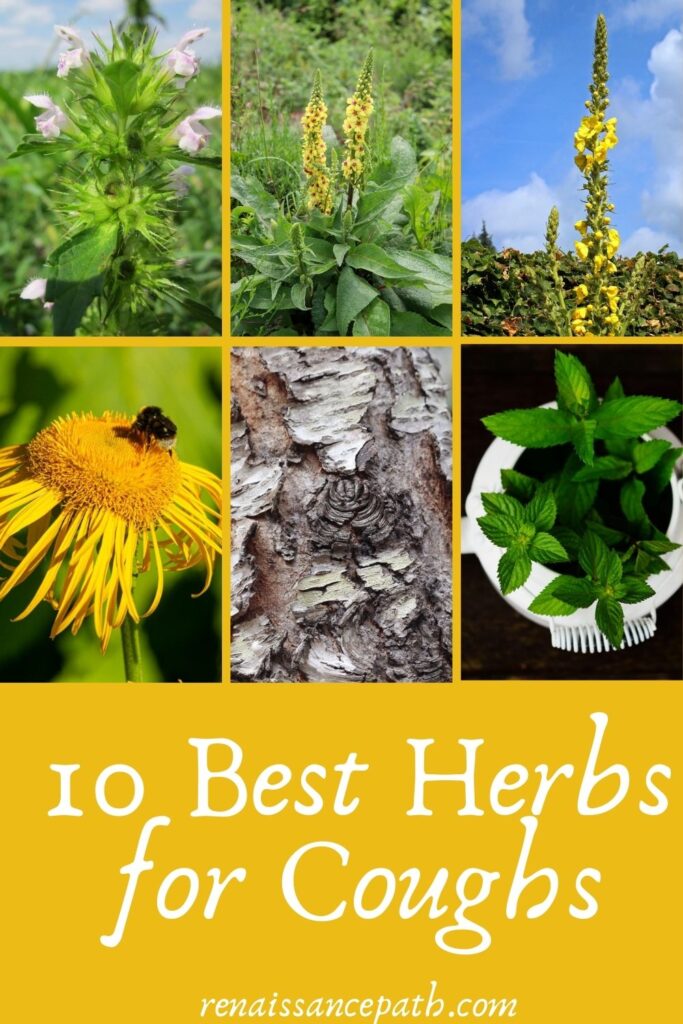10 Best Herbs for Coughs
