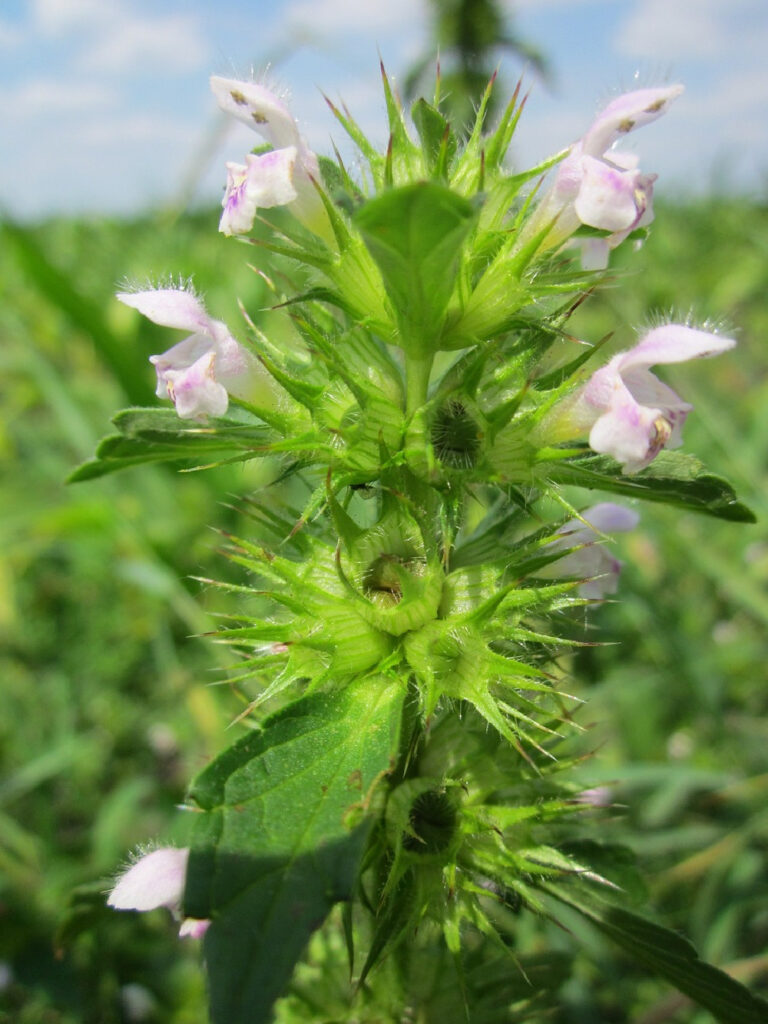 10 Best Herbs for Coughs. Horehound