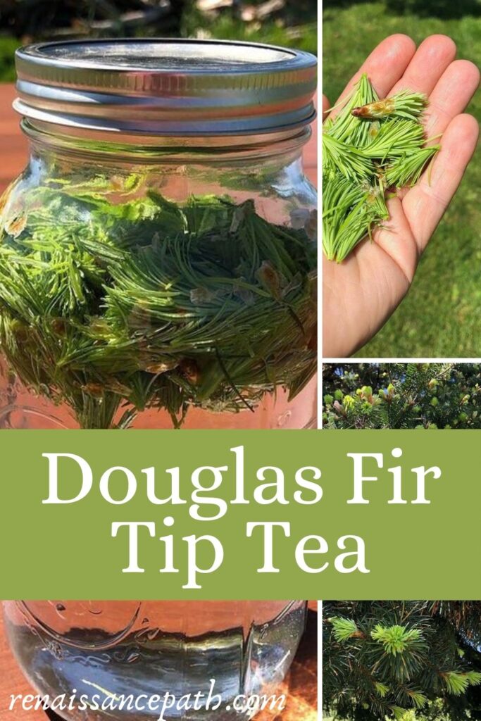 Douglas Fir Tip Tea