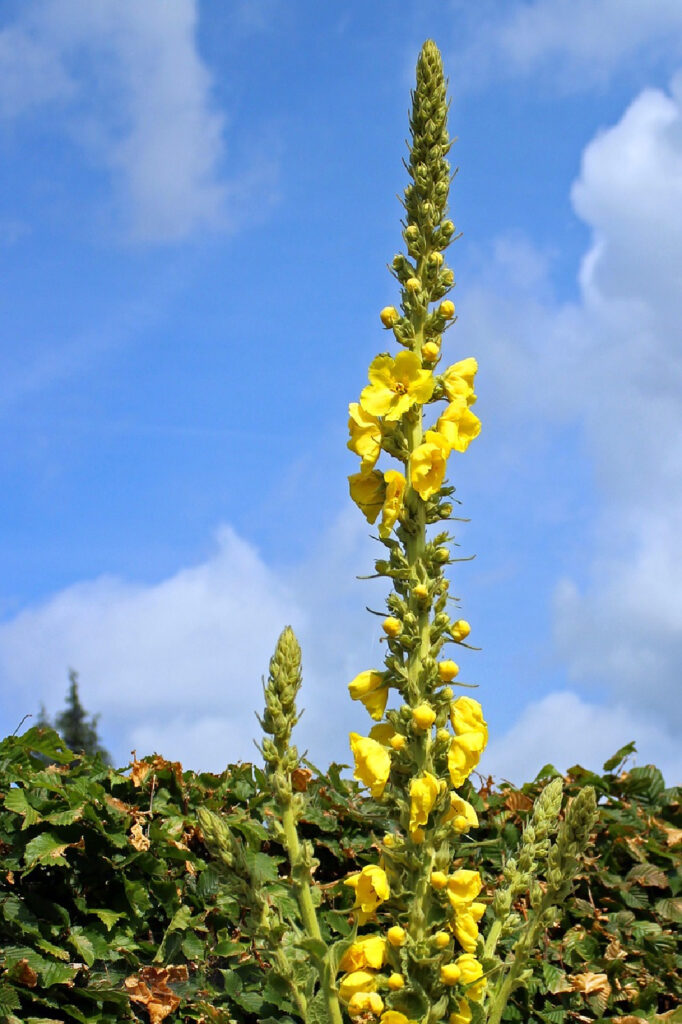 10 Best Herbs for Coughs. Mullein