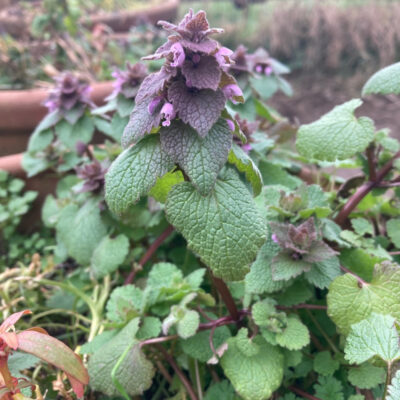 12 Uses For Purple Dead Nettle