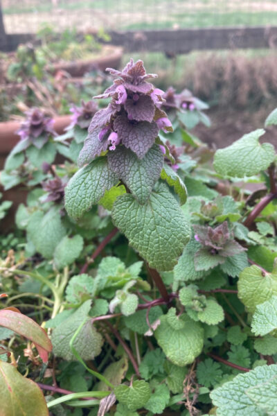 12 Uses For Purple Dead Nettle