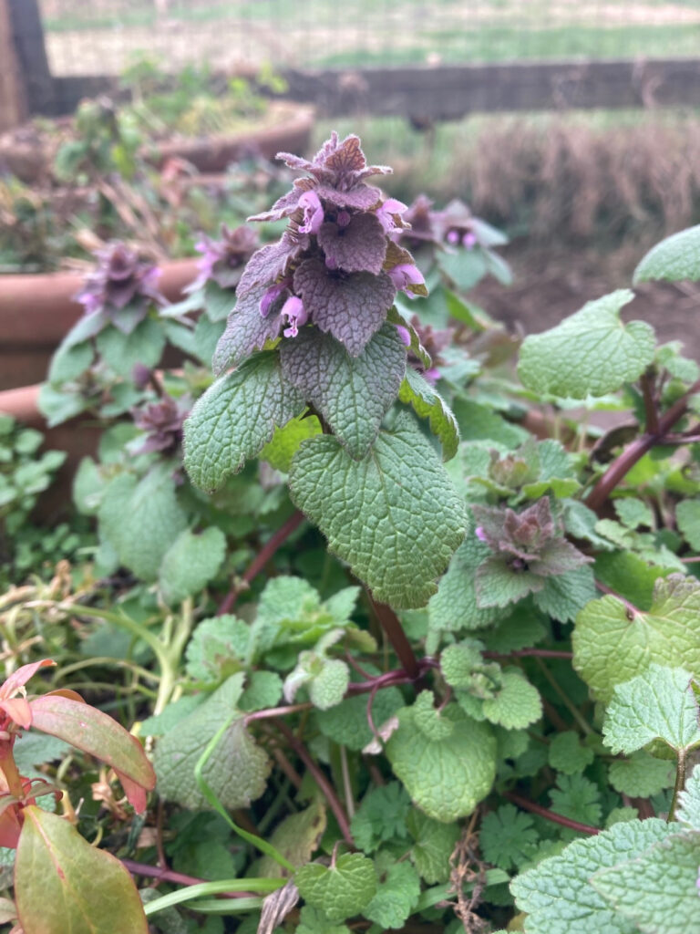 12 Uses For Purple Dead Nettle