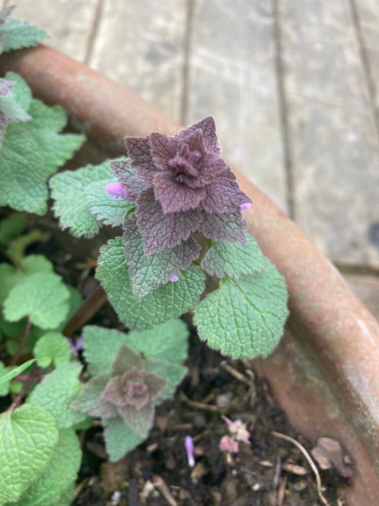 12 Uses For Purple Dead Nettle