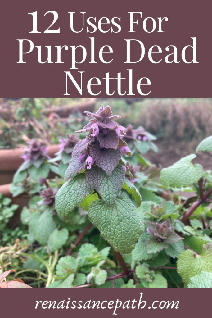 12 Uses For Purple Dead Nettle