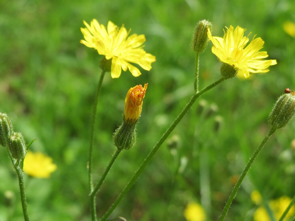 13 Amazing Uses for Dandelion