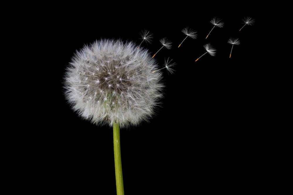 13 Amazing Uses For Dandelion