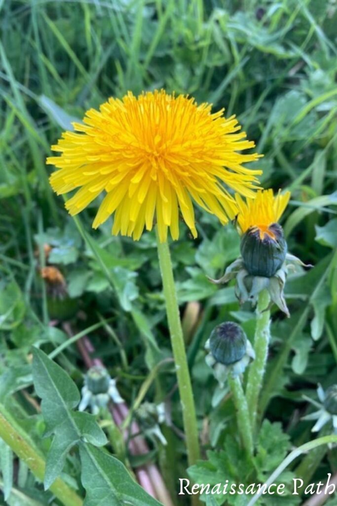 13 Amazing Uses for Dandelion