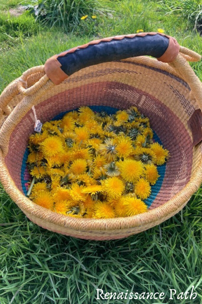 13 Amazing Uses for Dandelion