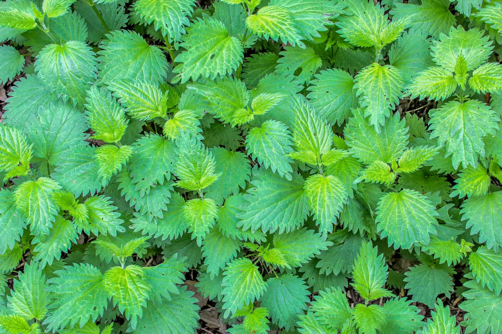 12 Uses For Purple Dead Nettle