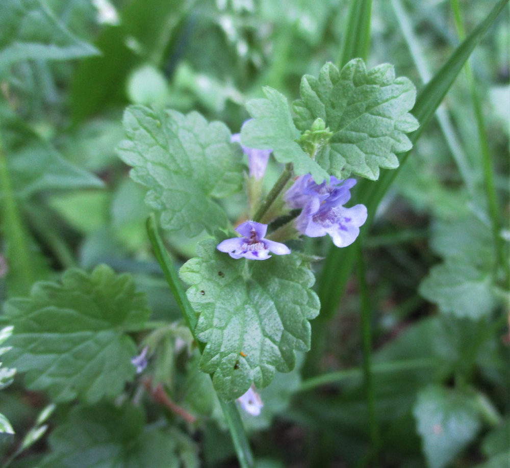 12 Uses For Purple Dead Nettle