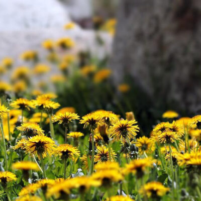 13 Amazing Uses For Dandelions