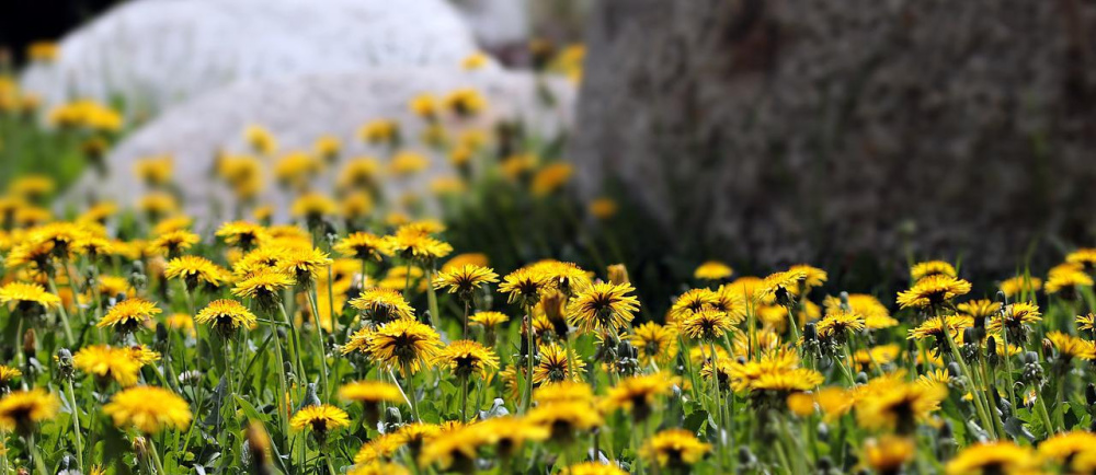 13 Amazing Uses For Dandelions