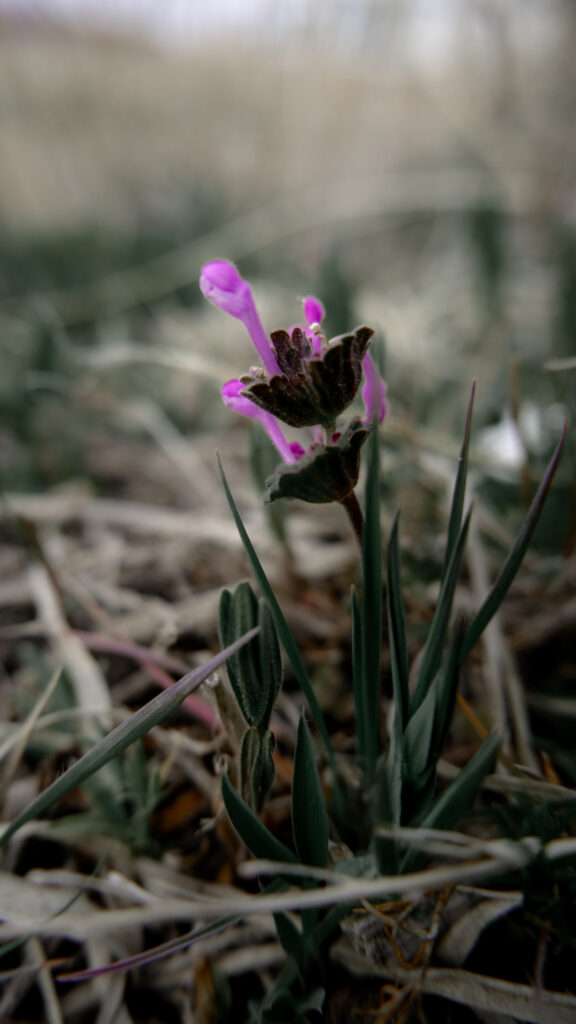 12 Uses For Purple Dead Nettle