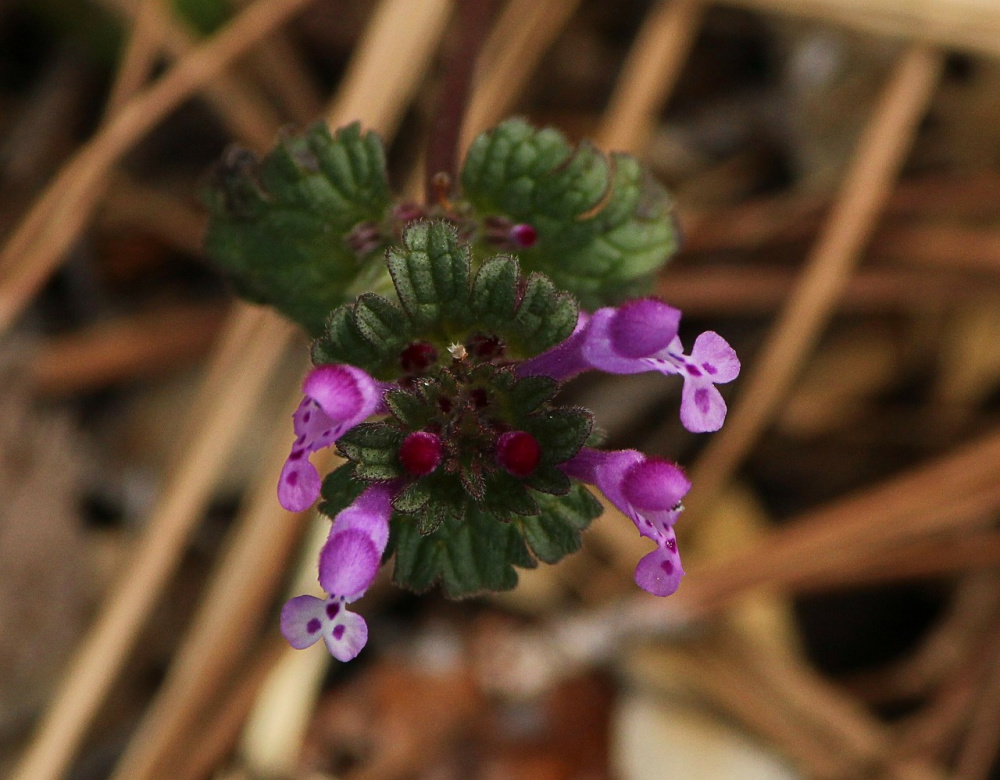 12 Uses For Purple Dead Nettle