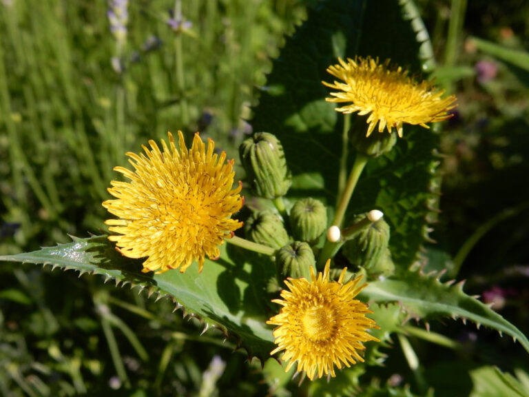 13 Amazing Uses For Dandelions