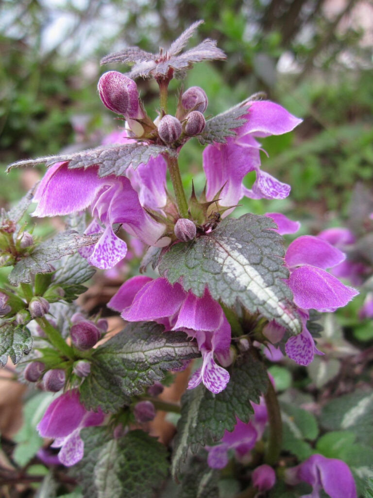 12 Uses For Purple Dead Nettle