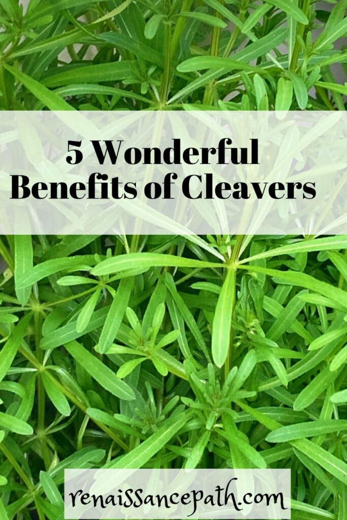 5 Wonderful Benefits of Cleavers