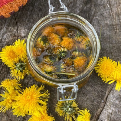 Easy Dandelion Oil Recipe & 10 Ways To Use It