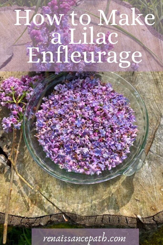 How to Make a Lilac Enfleurage