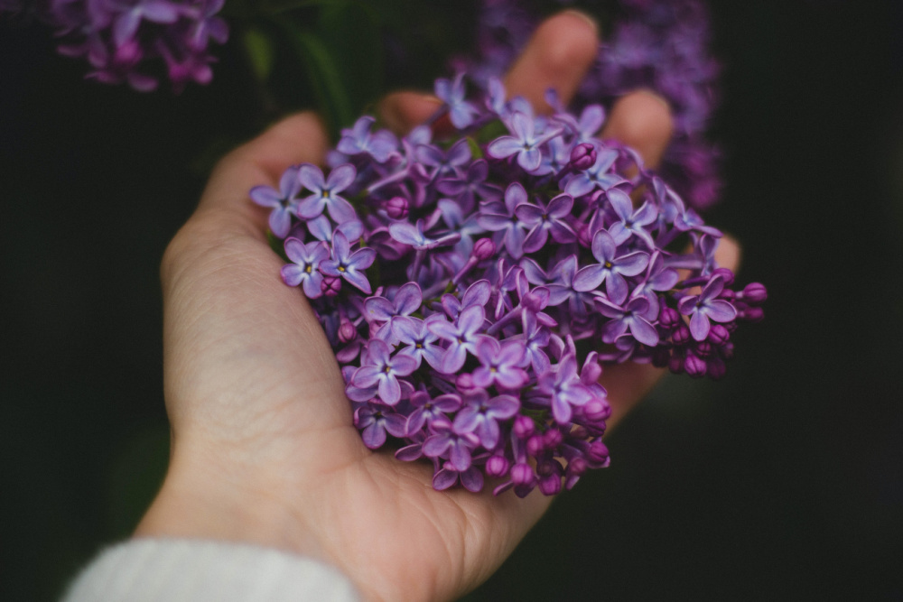 8 Unique Ways to Use Lilacs