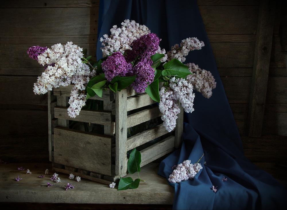 8 Unique Ways to Use Lilacs