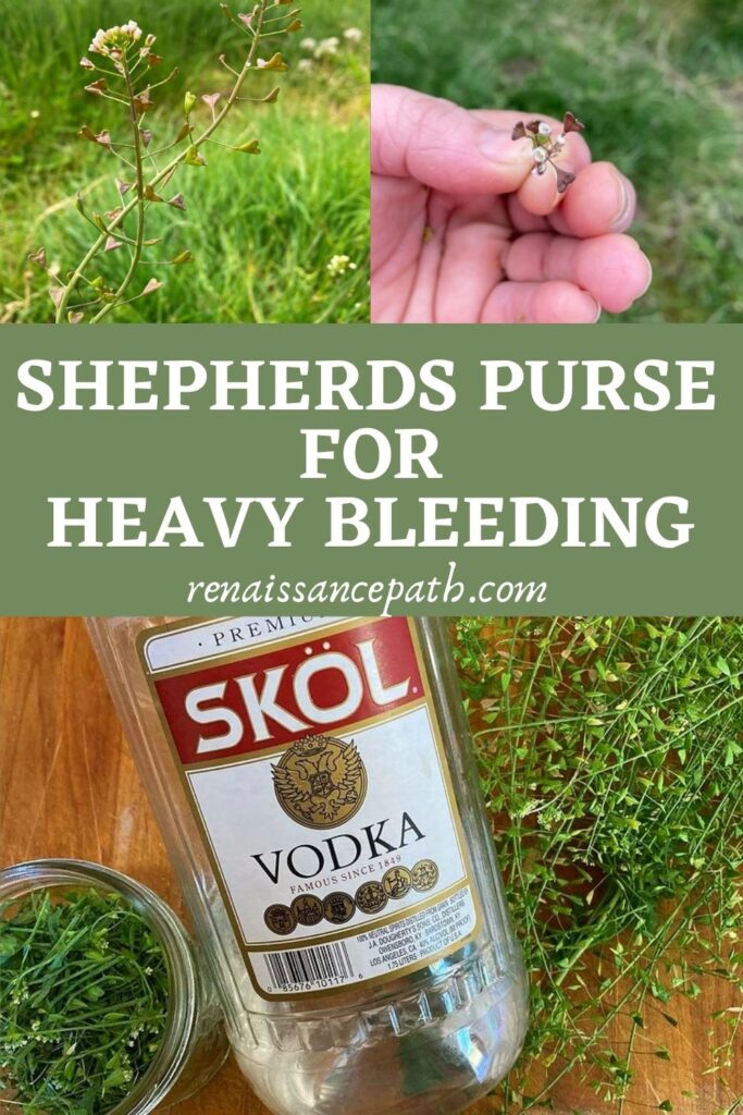 Shepherd's Purse for Heavy Bleeding